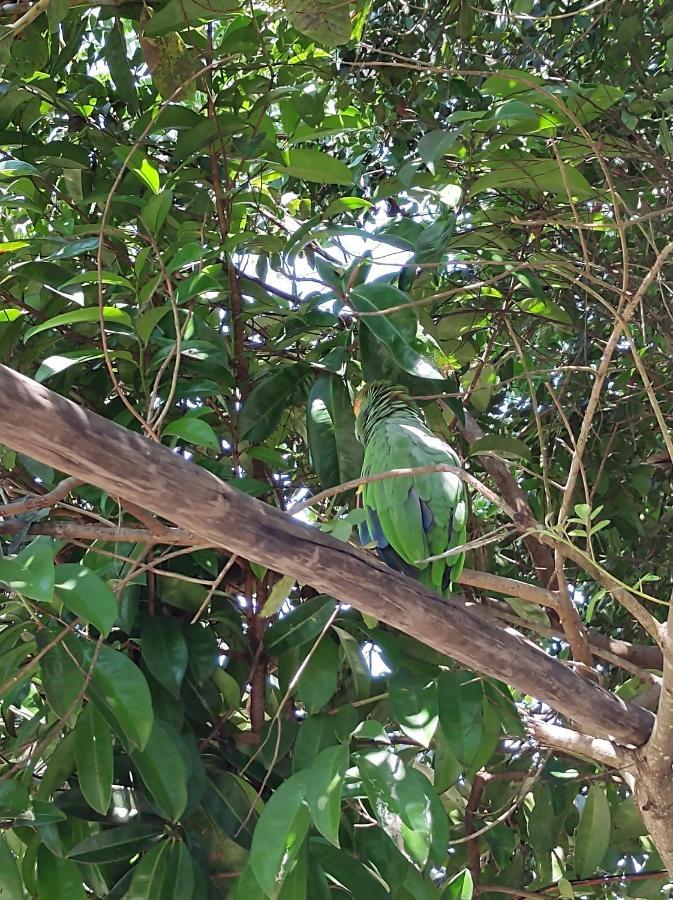Pousada Quintal Dos Sonhos Xando Caraíva Buitenkant foto